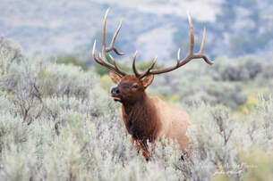Yellowstone Majesty Elk
