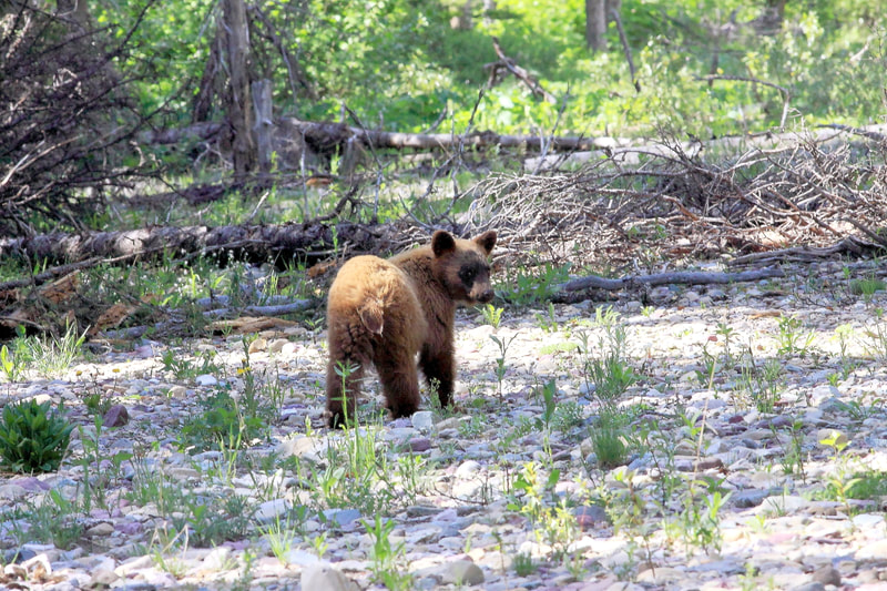 Grizzly Cub in Glacier National Park