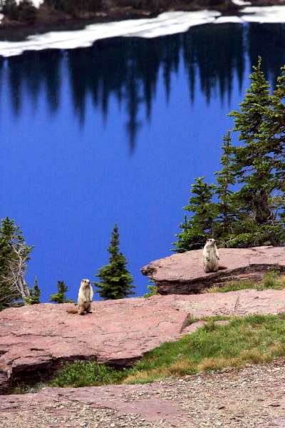 Two Hoary Marmots guarding Hidden Lake