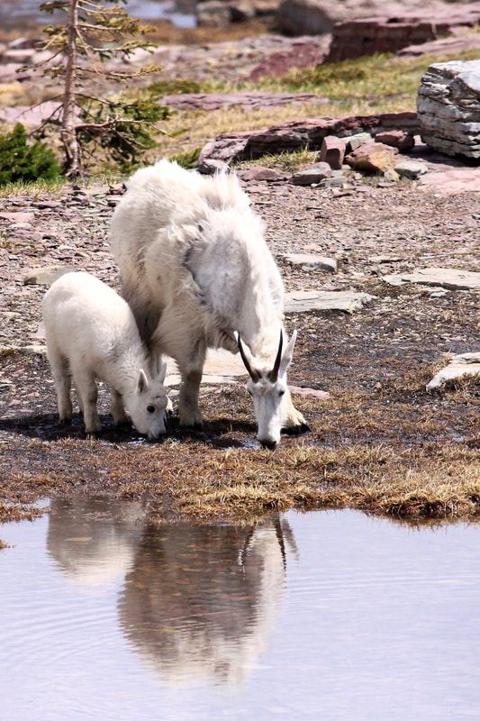 Nanny Mountain Goat and Kid