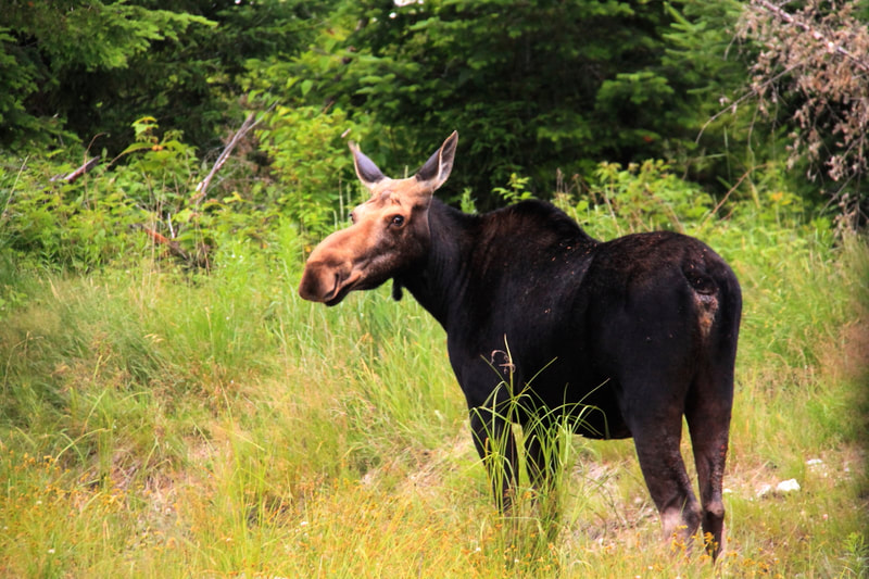 Femal Moose in Maine