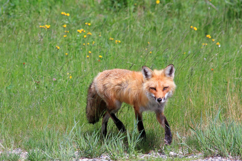 Red Fox Loping