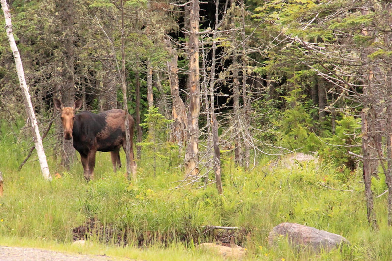 Female Moose in New Hampshire